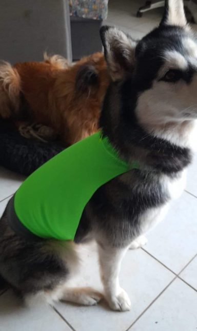 gilets pour chiens de chasse